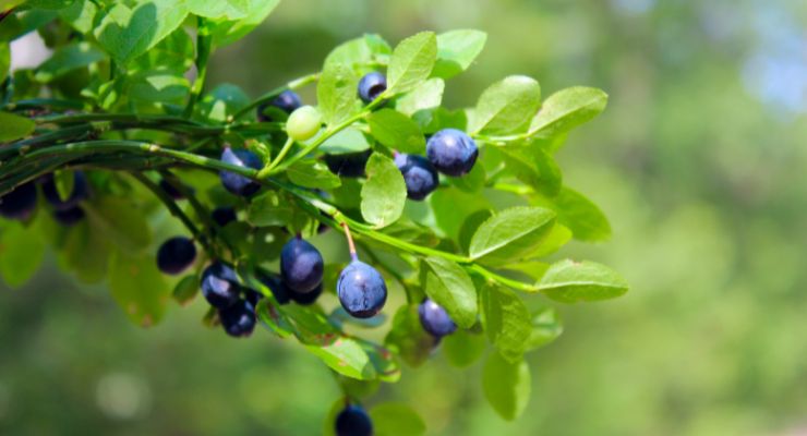 New Categories Where Berry Ingredients Can Shine